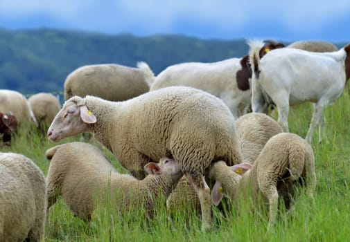 sheep