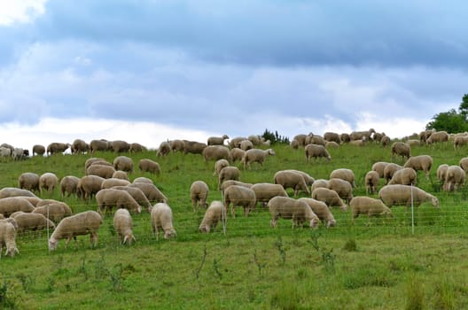 sheep