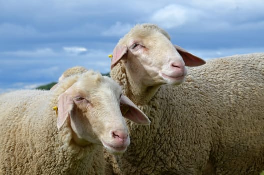 sheep