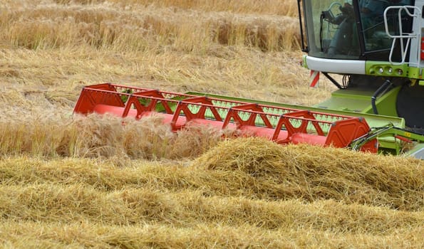 Grain harvest