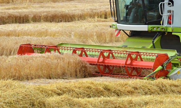Grain harvest