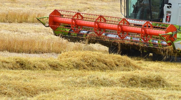 Grain harvest