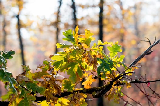 oak branch in the fall a fragment with gold leaves, a subject seasons and the nature