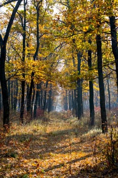footpath in the wood, trees with gold leaves, fall, a subject seasons and the nature