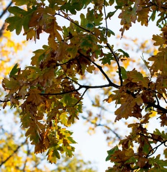 fragment of an oak branch with gold leaves, a subject fall and the nature