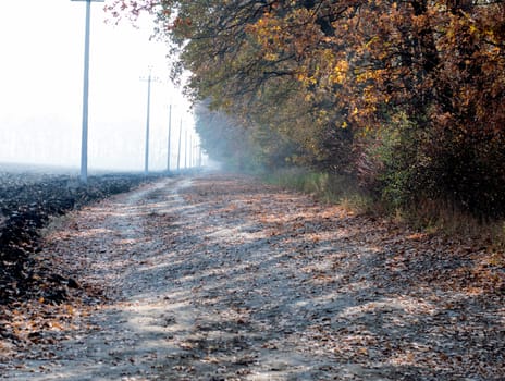 morning fog, the plowed field and the road at a gold oak grove, a subject fall and the nature
