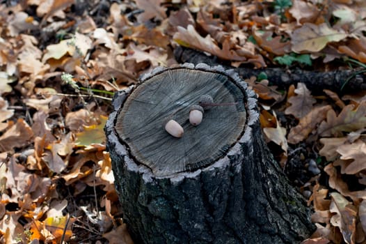 acorns on hemp in the oak wood, fall
