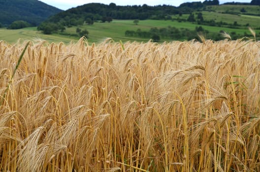 barley