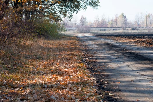 the earth road covered with foliage between the wood and a field, a subject fall and the nature
