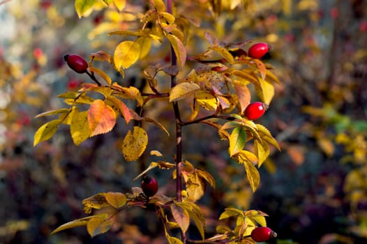 dogrose branch with golden leaves in the fall, a subject seasons and the nature
