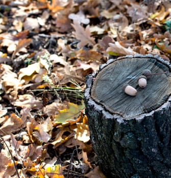 fragment oak a penalty fee and acorns on it, leaves, fall, a subject seasons and the nature