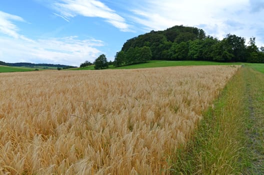 barley