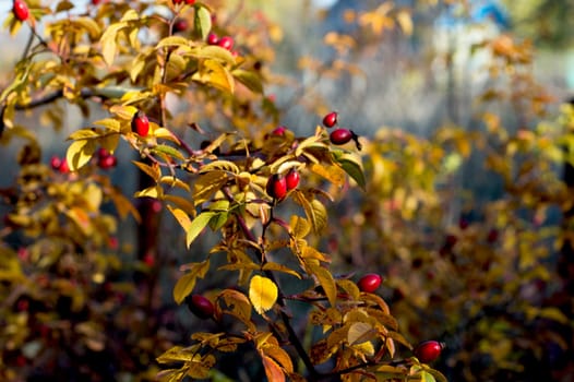 dogrose branch fragment with fruits, gold leaves, fall, a subject seasons and the nature