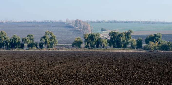 rural areas, the plowed fields, in the middle trees, fall, subject seasons and the nature