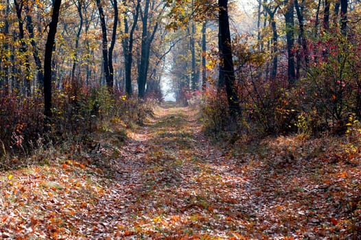 footpath in the oak wood, morning a gaze, gold leaves, fall, a subject seasons and the nature