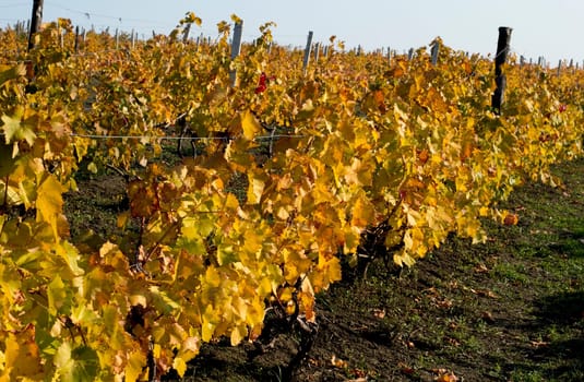 vineyard fragment on a hill slope, gold leaves, fall, a subject seasons and the nature