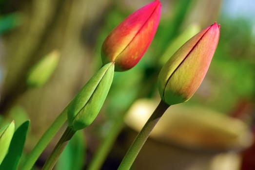 Fresh bright unblown tulips outdoors. Spring flowers. Shallow depth of field. Selective focus.