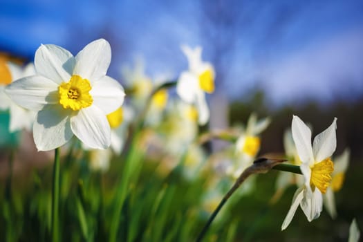 Close-up of bright blooming daffodils on the blurred nature and blue sky background. Flowering narcissus. Spring flowers. Shallow depth of field. Selective focus.