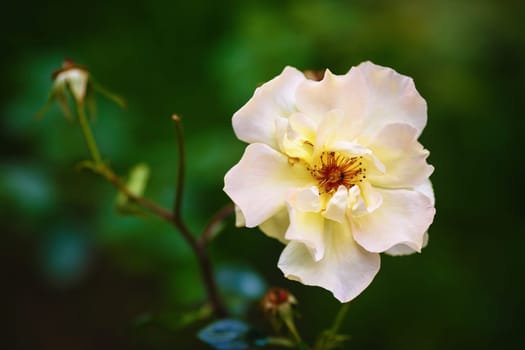 White rose flower. Shallow depth of field. Selective focus.
