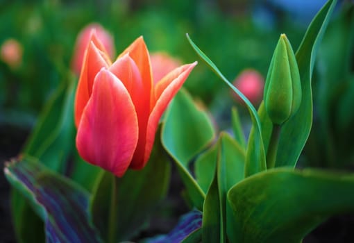 Bright scarlet tulip flower and green leaves. Soft focus effect. Shallow depth of field. Selective focus.