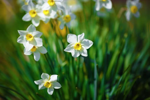 Blooming narcissus. Flowering white daffodils at springtime. Spring flowers. Shallow depth of field. Selective focus.