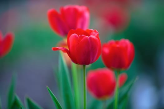 Shallow depth of field. Selective focus.
