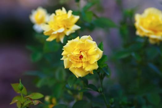 Beautiful yellow roses on blurred background of green leaves outdoors. Shallow depth of field. Selective focus.