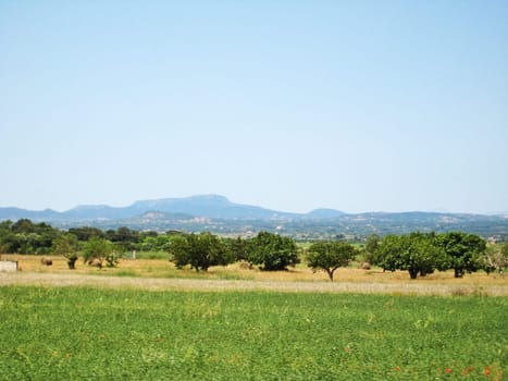 Somewhere in the hinterlands of Majorca - tramuntana mountains in the background, meadow in with trees in foreground