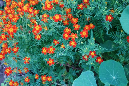 Background of a flowering marigold with foliage. Signet marigold.