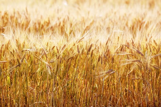 Close-up of golden ears of wheat. Bright sunny day. Rich harvest. Selective focus.