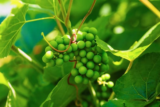 Bunch of unripened green grapes on a blurred background of green foliage. Shallow depth of field. Selective focus.