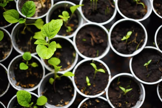 Seedlings in pots. Spring seedlings sprouting. Shallow depth of field. Selective focus on the largest leaf. Top view.