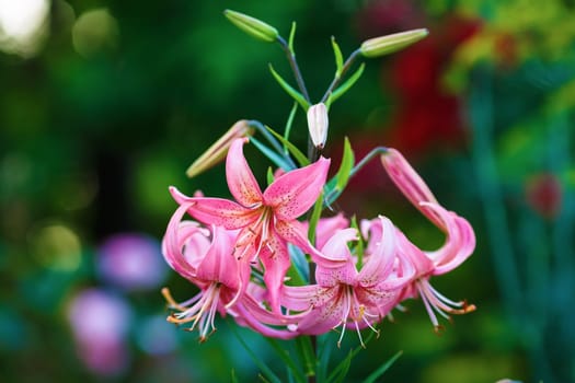 Amaryllis in bloom on a blurred background of green leaves outdoors. Shallow depth of field. Selective focus.