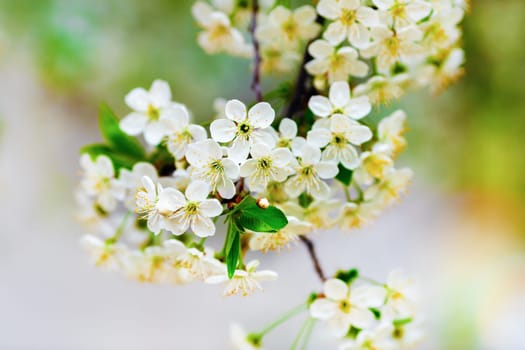 Flowers of the cherry blossoms on a warm sunny spring day on the bright blurred background. Blossoming tree. Shallow depth of field. Selective focus.
