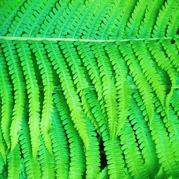 Bright green fern leaves as a background.