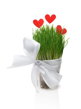 Pot with green lush grass, tied with satin ribbon with bow, decorated with red paper hearts. Isolated on a white background.