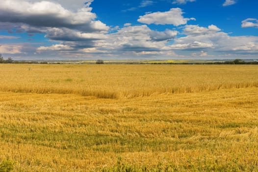 harvesting wheat on the background of clouds