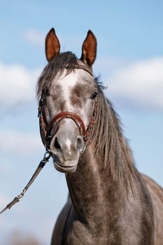Portrait of a sports thoroughbred horse in a bridle.
