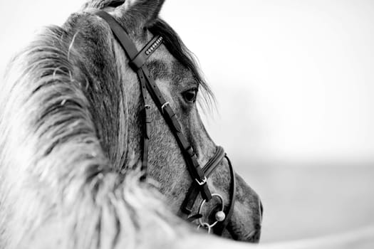 Black-and-white portrait of a sports stallion in a bridle.