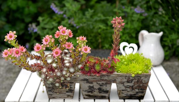 pink houseroot flowers in wooden box