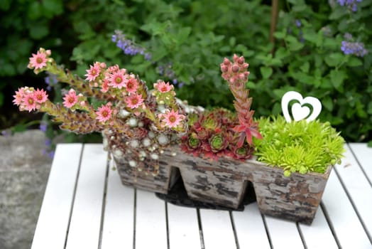 pink houseroot flowers in wooden box