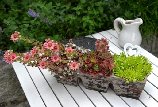 pink houseroot flowers in wooden box