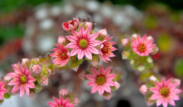 pink houseroot flowers in wooden box
