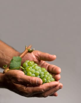 hard working hands holding up a fresh white grape on grey background
