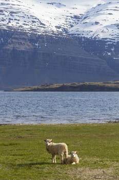 Vertical composition of a pair of lambs sitting on a green grass field with the ocean an mountains in the background in Grundarfjordur, Iceland