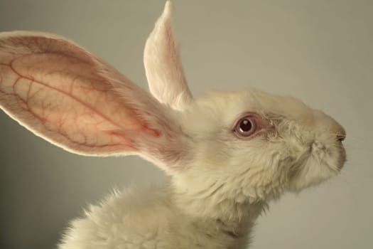 Portrait of a white rabbit with huge ears on grey background