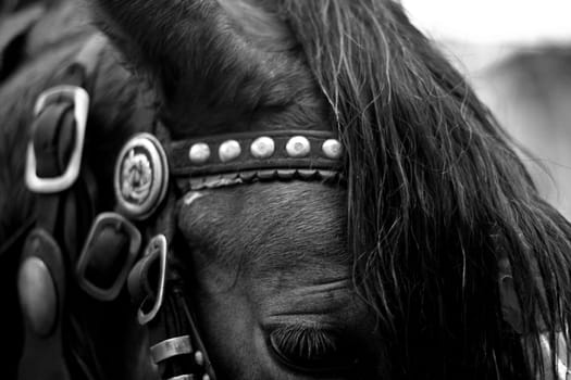 Black and white close up of a horse head with shallow depth of field