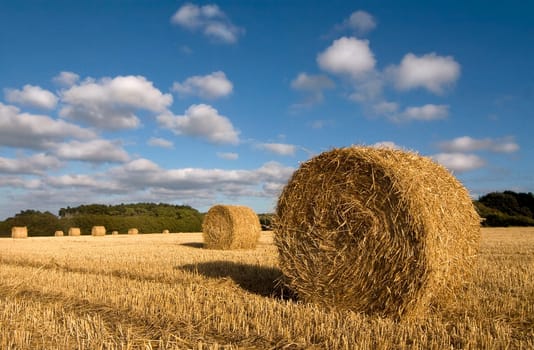 Horizontal photo of many hay rolls on a field with a forest in the background and blue sky with clouds