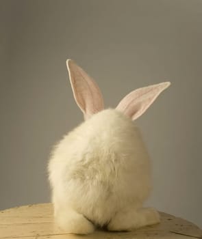 Portrait of a white rabbit with standing with the back at the camera on grey background