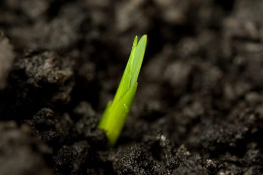 Horizontal side view of a small green plant in dark soil